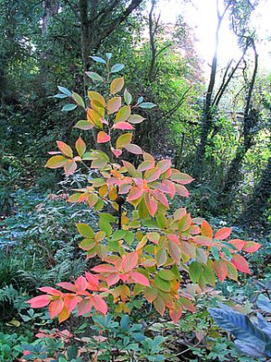 Stewartia_-_nur_welche.jpg