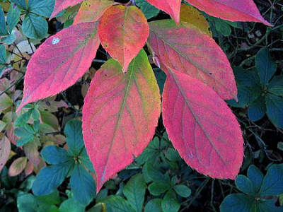 Stewartia_-_nur_welche_2.jpg