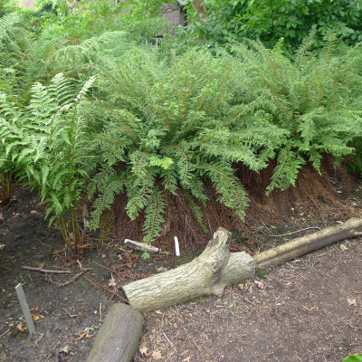 L1010924.JPG
