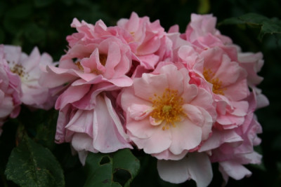 RoseNNunbekannt_BlutenbuschelIMG_0900.jpg
