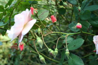 RoseNNunbekannt_KnospenIMG_1974.jpg