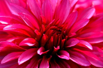 _Dahlia_1_15-10-2006.jpg