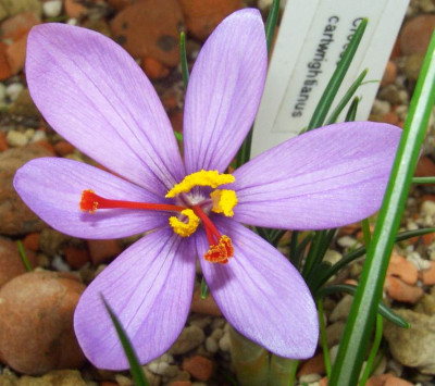 Crocus_cartwrightianus_06.jpg