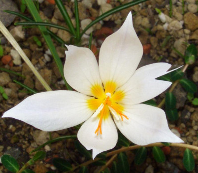 Crocus_boryi_06-02.jpg