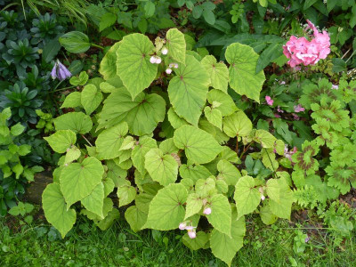 2016-08-07 Begonia grandis var. evansiana.jpg