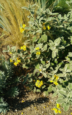 Phlomisfruticosa_070816.jpg