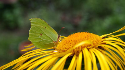 Gonepteryx rhamni auf Inula magnifica 'Sonnenstrahl' b P7140362.JPG