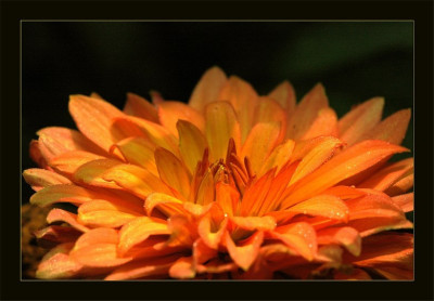Dahlia_2_15-10-2006.jpg