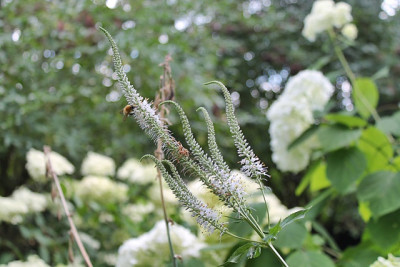 Veronicastrum virginicum ‘Albo-Rosea’1.JPG