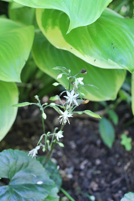Beesia calthifolia1.JPG