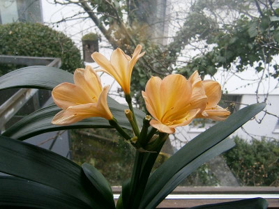 clivia peach 015.JPG