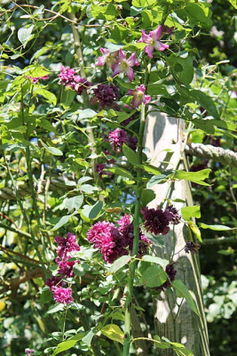 Clematis 'Purpurea Plena Elegans'1.JPG