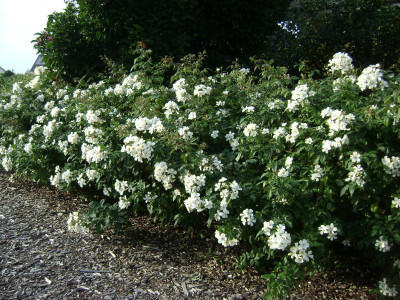 Rosalita_Nachblüte_Aug_16.JPG