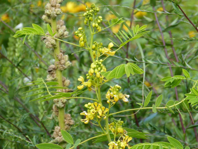2016-08-08 Senna hebecarpa.jpg