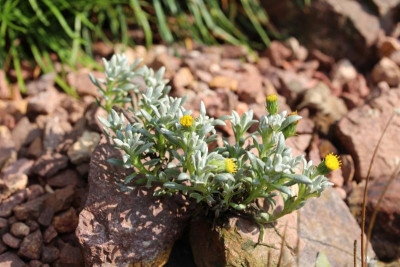 Senecio cryptocephalus.JPG