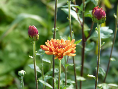 2016-08-08 Chrysanthemum 'Brockenfeuer.jpg