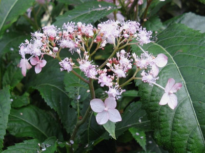 Cardiandra alternifolia II [1280x768].jpg
