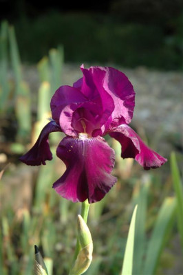 A1026_Large.JPG