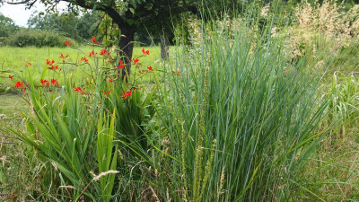 Crocosmia Luzifer Panicum Cloude Nine P8010539.JPG