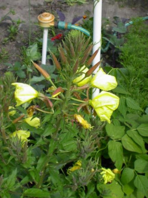 20040629_oenothera_biennis.jpg