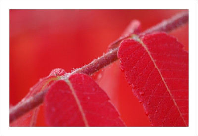 Rhus_2_15-10-2006.jpg