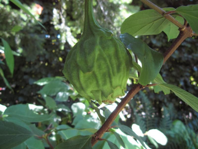 CalycanthusFloridusFrucht.jpg