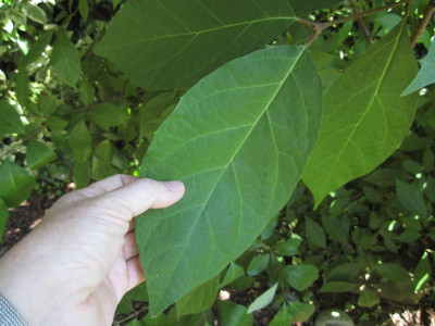CalycanthusFloridusBlatt.jpg