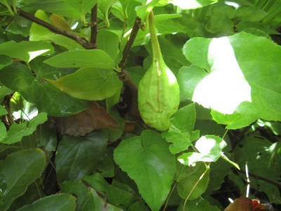 CalycanthusFloridusAthensFrucht.jpg