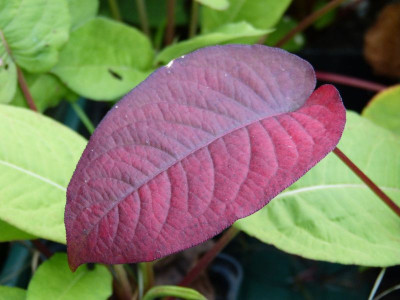 2016-08-09 Persicaria.jpg