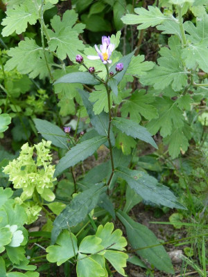 2016-08-09 Aster ageratoides var. ovatus 'Harry Smith'.jpg