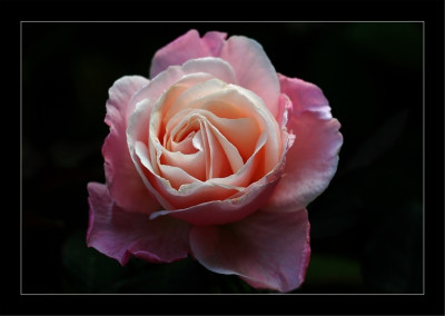 Rosa_Audrey_Hepburn_1_15-10-2006.jpg