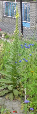 20040629_verbascum_thapsus.jpg