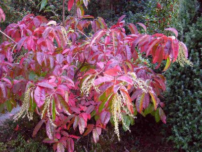 Oxydendrum-arboreum-0610.jpg
