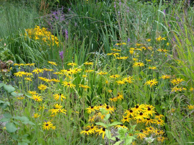 2016-08-09 Gartenimpressionen 1.jpg