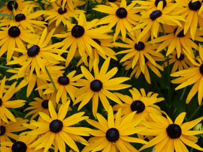 2016-08-09 Rudbeckia fulgida 'Goldsturm'.jpg