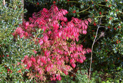 Euonymus-alatus-compactus.jpg