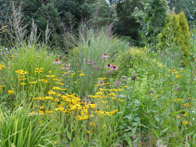 2016-08-09 Rudbeckia fulgida var. Deami.jpg