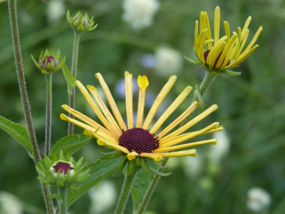 2016-08-09 Rudbeckia subtomentosa 'Henry Eilers'.jpg
