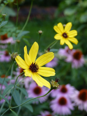 2016-08-09 Coreopsis tripteris 'Red November'.jpg