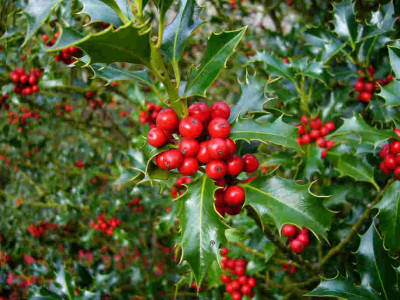 Ilex-aquifolium-0610.jpg