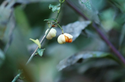 2006-10-15_euonymus_europaeus_Albus.jpg