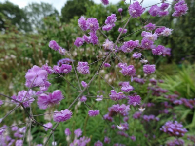 Thalictrum delavayi Hewitt's Double August 2016.JPG