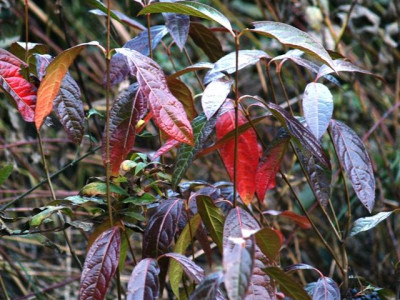 2006-10-15_viburnum_nudum_Pink_Beauty.jpg