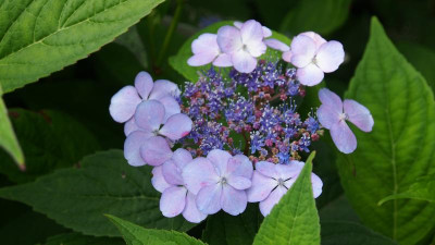 Hydrangea serrata P7170399.JPG