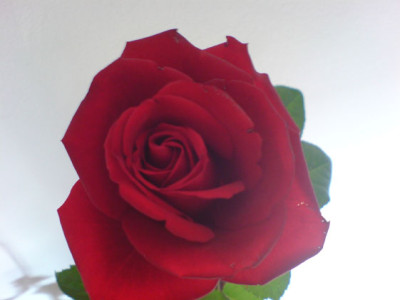 unbekannte_rote_rose2.JPG