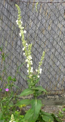 20040629_verbascum_spica.jpg
