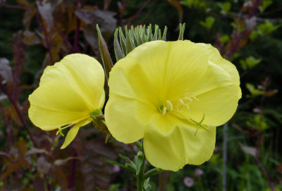 2016-08-10 Oenothera 1.jpg