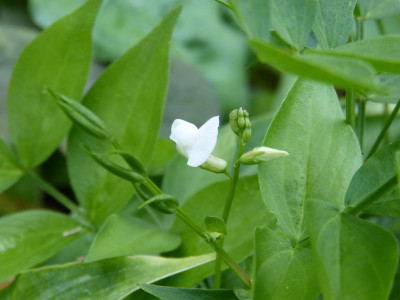 2016-08-10 Lathyrus vernus 'Albiflorus'.jpg