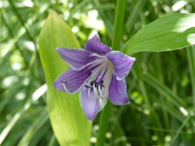 2016-06-28 Hosta.jpg