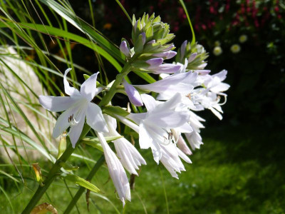 2016-08-07 Gartenimpressionen 18.jpg